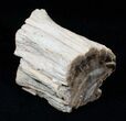 Petrified Wood Limb Section - Madagascar #3351-1